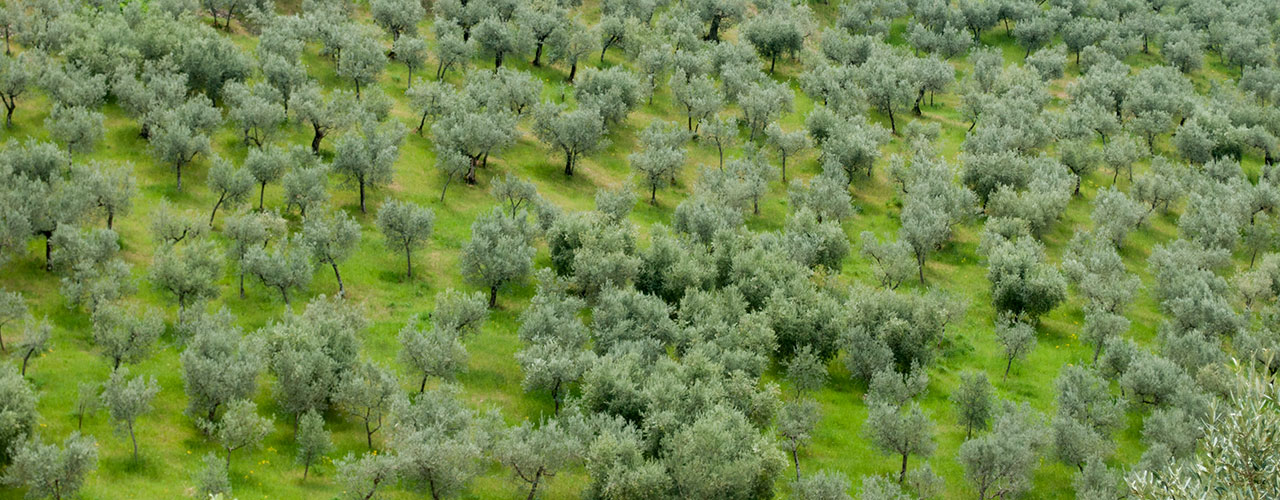 Olive Tree Cycle