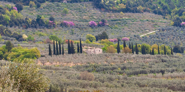 olive grove photo