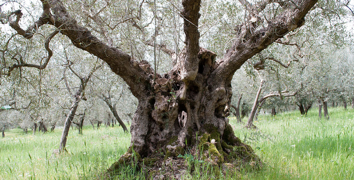 Agricola Mascio Home